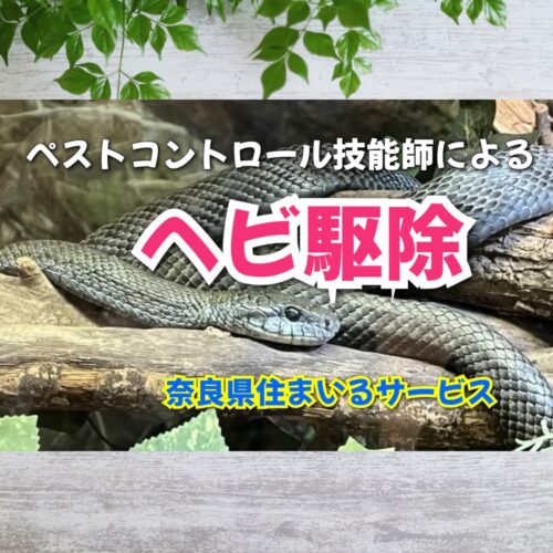 ヘビ駆除はペストコントロール技能師のいる住まいるサービスへ：奈良県の害獣・蛇駆除