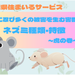 【家に潜み多くの被害を生む害獣】ネズミ種類・特徴～虎の巻～