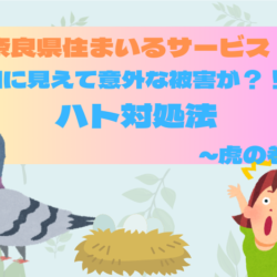 【平和に見えて意外な被害が？！】ハト対処法～虎の巻～
