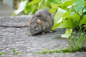 ネズミ駆除奈良県家のリフォーム工務店住まいるサービス